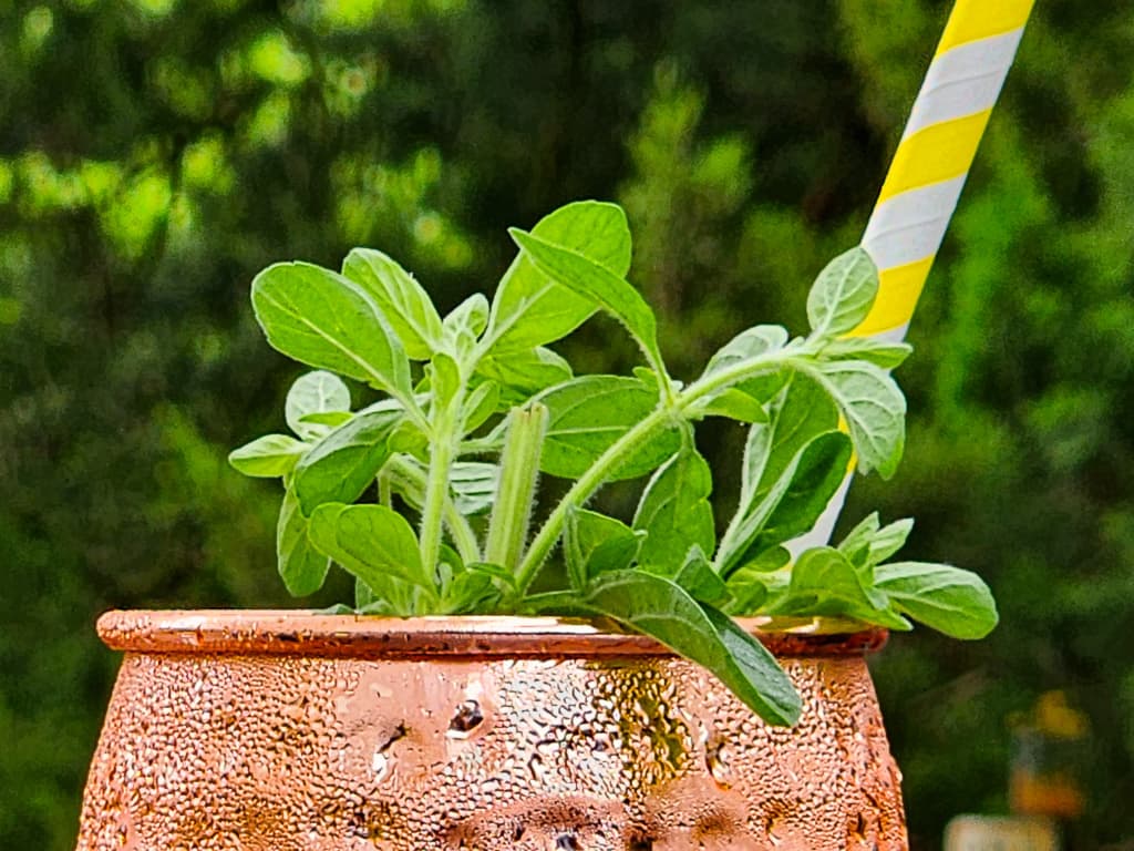 Moscow Mule recipe image 1